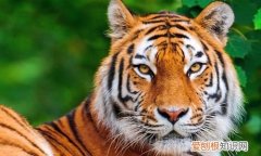 世界十大禁养猫科动物 没错，有你最喜欢的“大猫”！