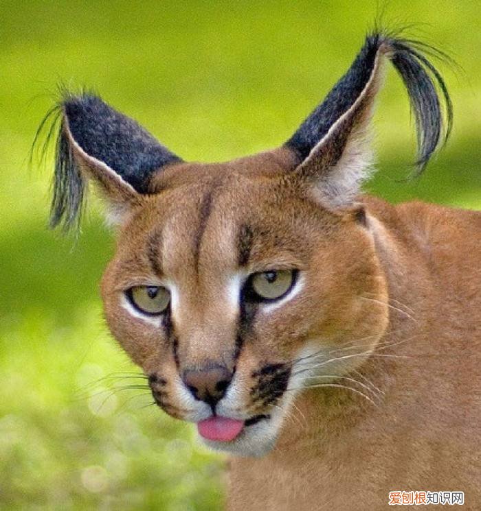 世界十大禁养猫科动物 没错，有你最喜欢的“大猫”！