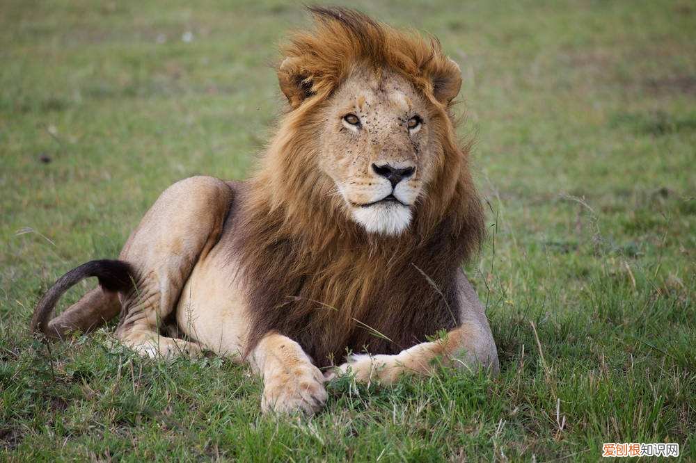 世界十大禁养猫科动物 没错，有你最喜欢的“大猫”！