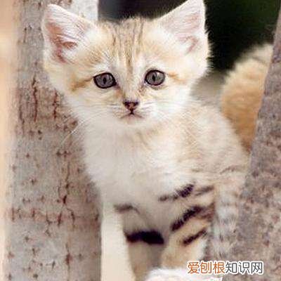 世界十大禁养猫科动物 没错，有你最喜欢的“大猫”！