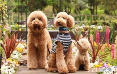 公认掉毛最少的大型犬 什么大型犬掉毛最少