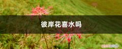 彼岸花喜水吗,彼岸花怎么浇水好 彼岸花喜水吗，彼岸花怎么浇水