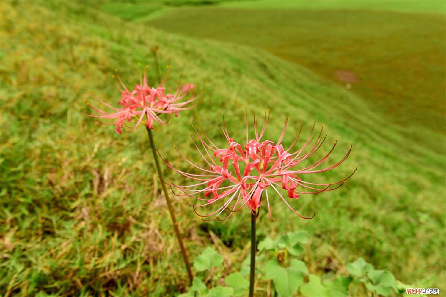彼岸花喜水吗,彼岸花怎么浇水好 彼岸花喜水吗，彼岸花怎么浇水