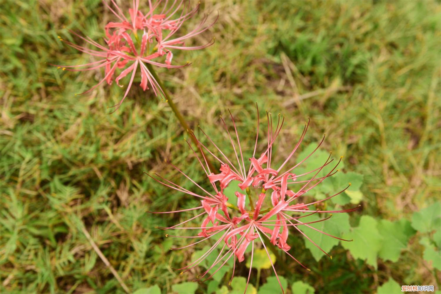 彼岸花从种子到开花要多久 彼岸花播种后多长时间开花，彼岸花种子怎么播种