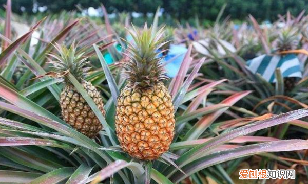 怎么种菠萝，菠萝要怎么种