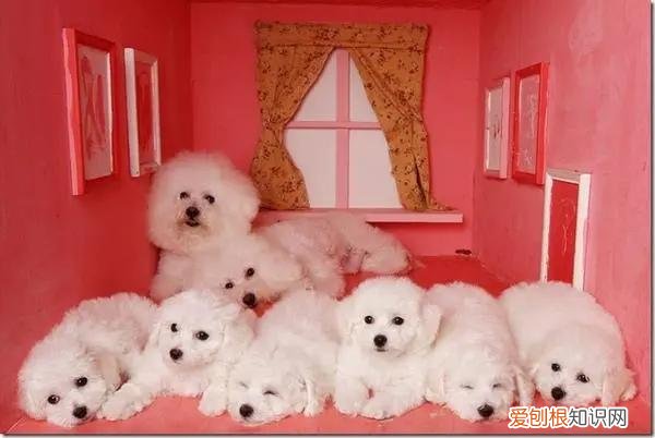 养狗小知识100条，养狗的60个养宠小知识