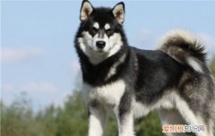 阿拉斯加雪橇犬多少钱 阿拉斯加要多少钱