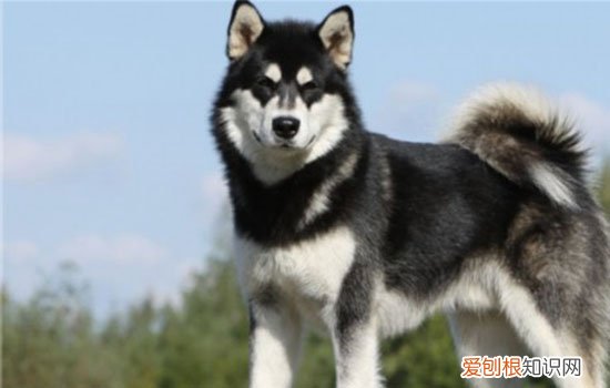 阿拉斯加雪橇犬多少钱 阿拉斯加要多少钱