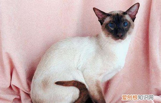 布偶猫和暹罗猫的区别 这俩货长得很像吗？