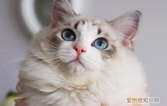 布偶猫和暹罗猫的区别 这俩货长得很像吗？