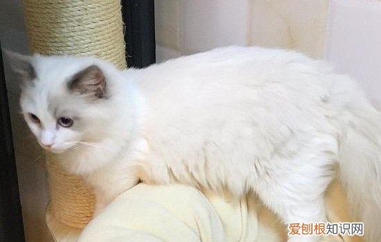 布偶猫和暹罗猫的区别 这俩货长得很像吗？