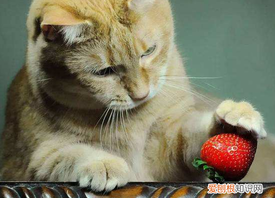 猫为啥喜欢吃水果 猫为什么喜欢吃水果