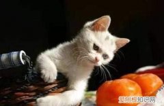 猫不喜欢的水果 猫为什么不喜欢水果味道