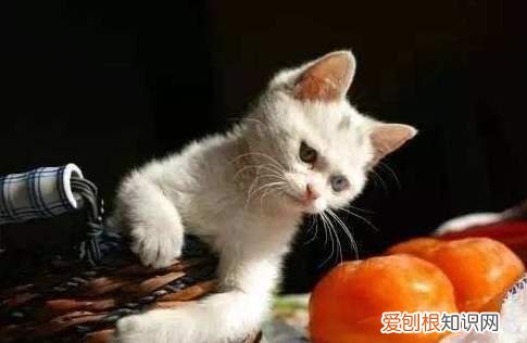 猫不喜欢的水果 猫为什么不喜欢水果味道