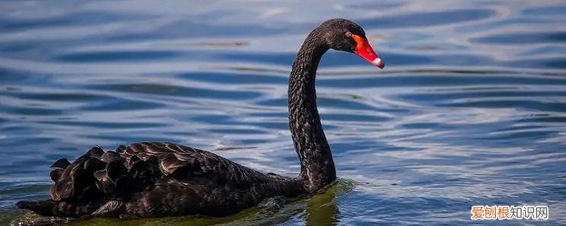 黑天鹅是什么的象征 黑天鹅象征什么