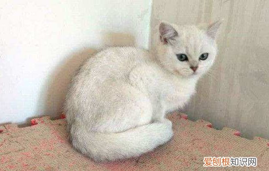 布偶猫的价格多少 看完你可要扶住你的荷包了..