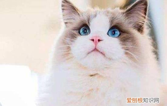 布偶猫的价格多少 看完你可要扶住你的荷包了..