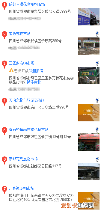 成都哪里有卖边牧犬 成都哪里买边境牧羊犬