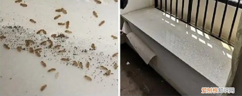 有书虱的房子还能生活吗知乎 有书虱的房子还能生活吗