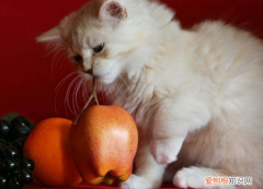 小猫为什么不喜欢吃水果呢 小猫为什么不喜欢吃水果