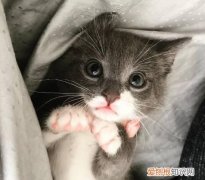 小奶猫为什么会发抖呢 小奶猫为什么会发抖