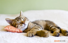 猫咪为什么喜欢趴在枕头旁边睡 猫为什么喜欢趴在枕头上