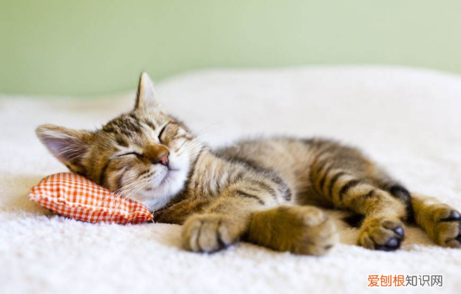 猫咪为什么喜欢趴在枕头旁边睡 猫为什么喜欢趴在枕头上