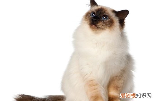 布偶猫性格 猫中仙女可不是白来的!