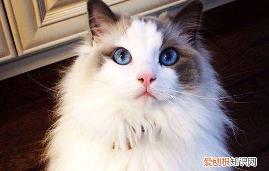 布偶猫性格 猫中仙女可不是白来的!