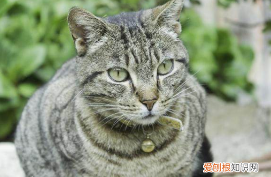 猫为什么不能挂铃铛呢 猫为什么不能挂铃铛