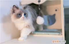 布偶猫和波斯猫有血缘关系吗 布偶猫和波斯猫有血缘关系吗