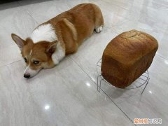 柯基可以吃面包吗 两个月的柯基可以吃面包吗
