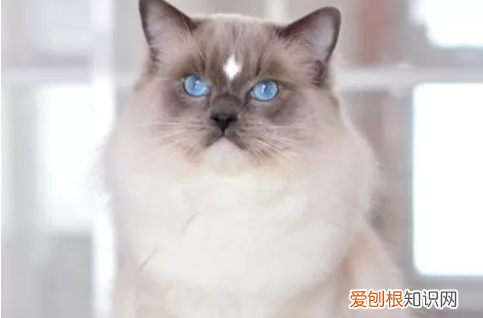 布偶猫蓝双有手套吗 看完你就懂了！