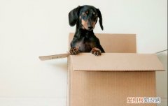 狗腿一直抖怎么回事 泰迪狗腿抖怎么回事