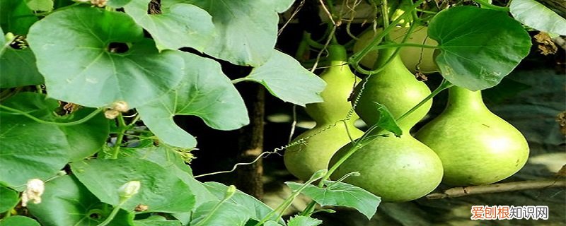 刚摘下来的葫芦必须刮掉皮吗图片 刚摘下来的葫芦必须刮掉皮吗