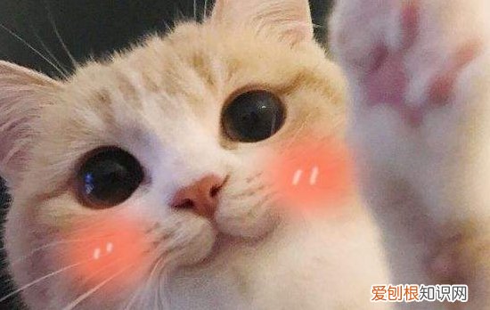 布偶猫的特点和有趣的地方 看的小编都想养一只