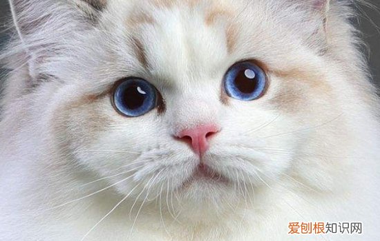 布偶猫的特点和有趣的地方 看的小编都想养一只