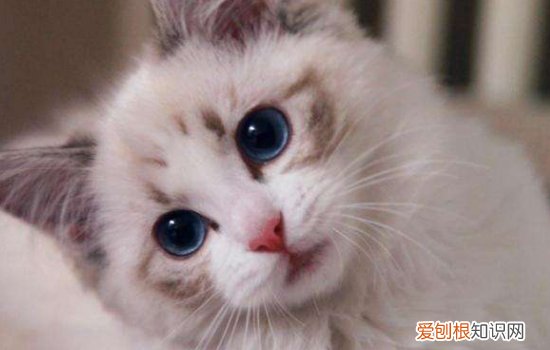 布偶猫的特点 看完你一定会想要养一只