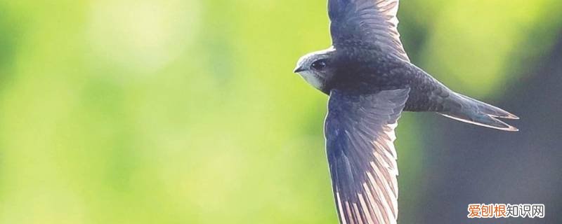 尖尾雨燕是什么运动健将