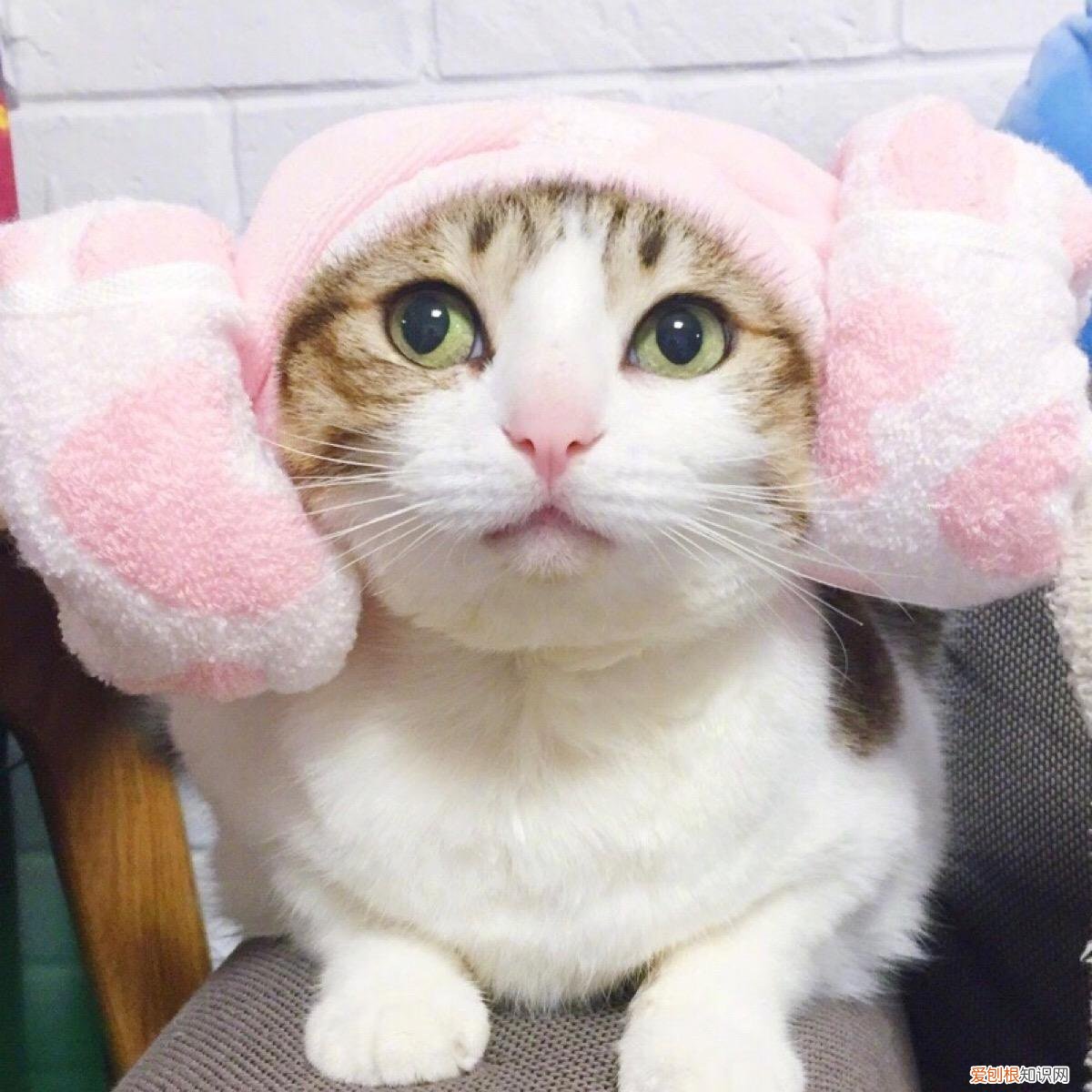 瓜皮是什么猫 每个人手里都有的表情包