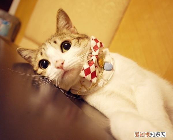 瓜皮是什么猫 每个人手里都有的表情包