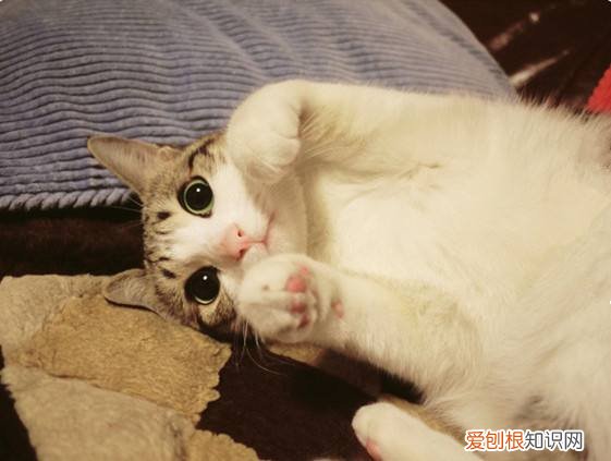 瓜皮是什么猫 每个人手里都有的表情包