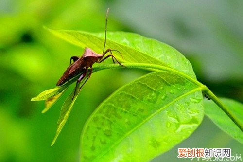 专家支招——被臭虫咬了擦什么药你记住了吗？