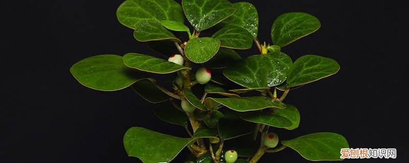 小盼菩提果实有毒吗 小盼菩提汁液有毒吗