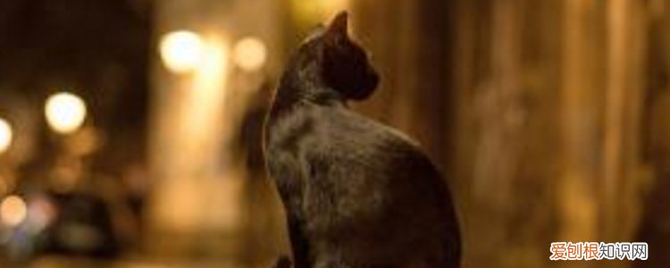 英国短毛猫公母区别 三步轻松区分