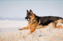 德牧的价格 价格德牧