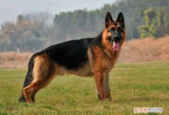 德牧纯种价格 德牧纯种多少钱一只