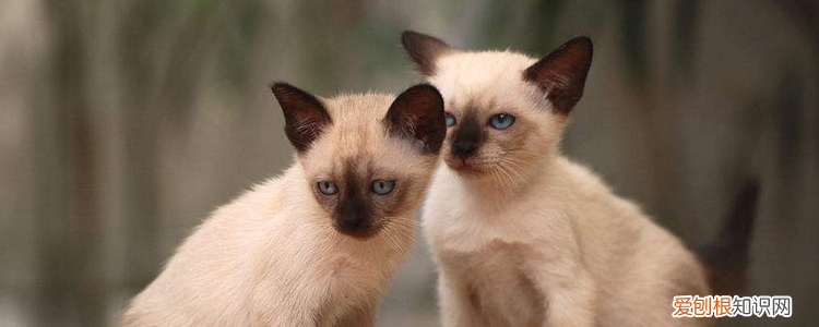暹罗猫怎么看纯不纯 这样的暹罗猫才是纯种暹罗猫！