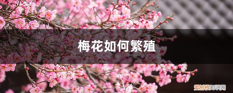梅花的繁植方法 梅花如何繁殖,梅花繁殖常用的方法