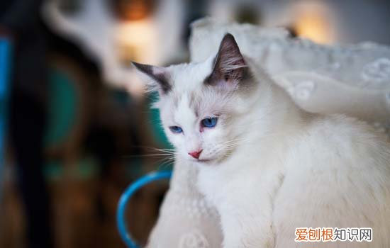 猫换环境多久适应 猫换环境的应激期